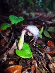 Corybas cheesemanii
