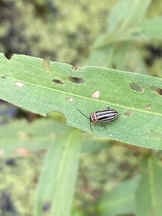 Disonycha glabrata