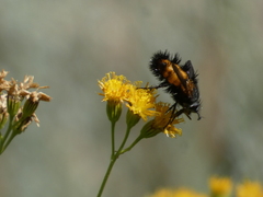 Paradejeania rutilioides