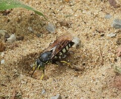 Bicyrtes quadrifasciatus