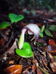 Corybas cheesemanii