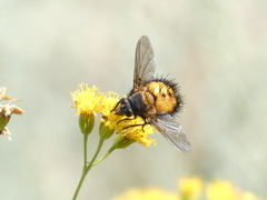 Paradejeania rutilioides