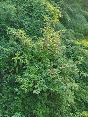 Phytolacca americana