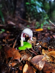 Corybas cheesemanii