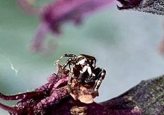Metaphidippus manni
