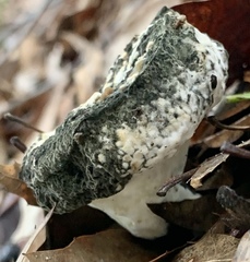 Hypomyces cervinigenus