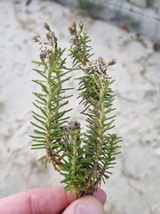 Ozothamnus turbinatus