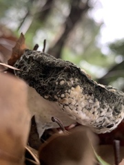 Hypomyces cervinigenus