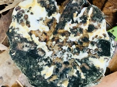 Hypomyces cervinigenus