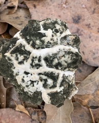 Hypomyces cervinigenus