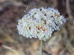 Eriogonum fasciculatum