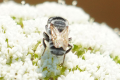 Eutricharaea