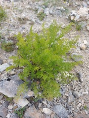 Ferulopsis hystrix
