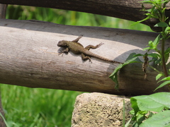 Sceloporus grammicus