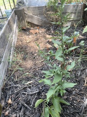 Symphyotrichum drummondii