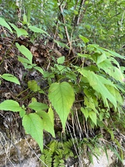 Eurybia furcata