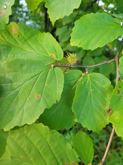 Hamamelis virginiana
