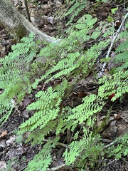 Adiantum pedatum