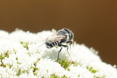 Eutricharaea