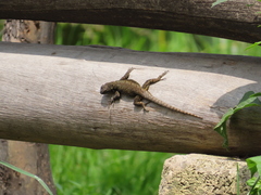 Sceloporus grammicus