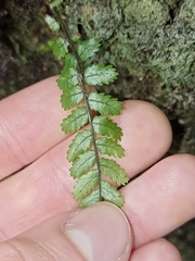 Blechnum filiforme
