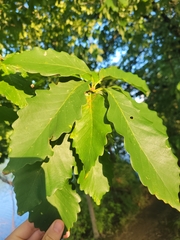 Quercus montana