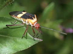 Hypselonotus interruptus