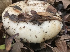 Russulaceae