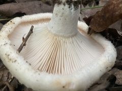 Russulaceae