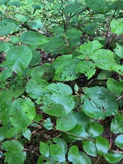 Viburnum lantanoides
