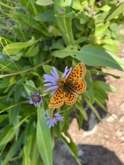 Boloria epithore