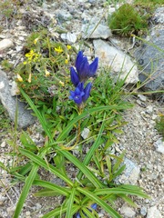 Gentiana decumbens