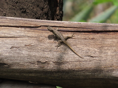 Sceloporus grammicus