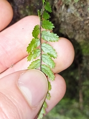 Blechnum filiforme