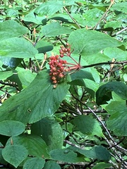 Viburnum lantanoides