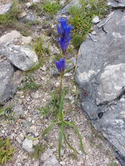 Gentiana decumbens