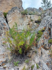 Ferulopsis hystrix
