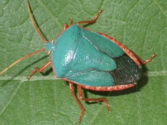 Edessa rufomarginata