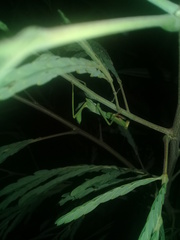 Stagmatoptera femoralis