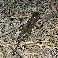 Ambystoma mavortium