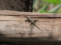 Sceloporus grammicus