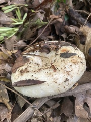 Russulaceae
