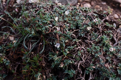 Astragalus kentrophyta