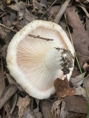 Russulaceae