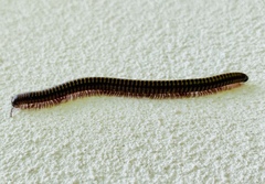 Anadenobolus monilicornis