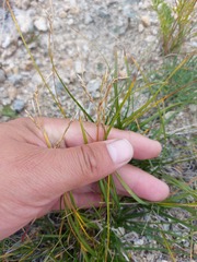 Carex pediformis