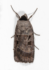 Agnorisma bugrai