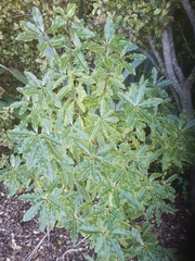 Pittosporum eugenioides