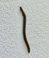 Anadenobolus monilicornis