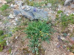 Oxytropis coerulea